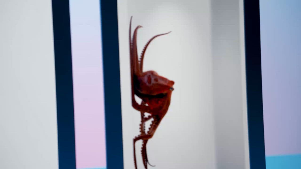 Introducing Hololuminescent™ Displays